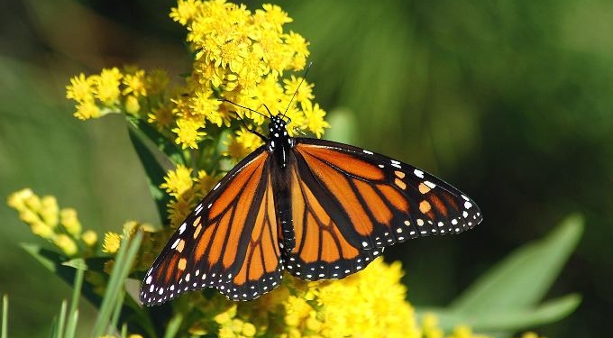 Great News! This Year’s Monarch Butterfly Migration Shows a Rebounding Population
