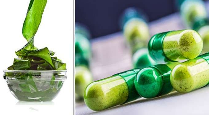 Exciting: New ‘Seaweed-Based’ Alzheimer’s Drug Shows Extreme Promise