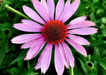 Can Echinacea Help You Fight the Common Cold?