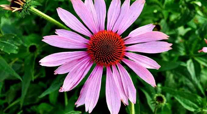 Can Echinacea Help You Fight the Common Cold?