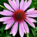 Can Echinacea Help You Fight the Common Cold?