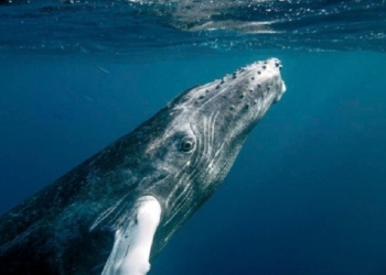 Humpback Whales Have Made A Stunning Recovery After Coming Close to Extinction