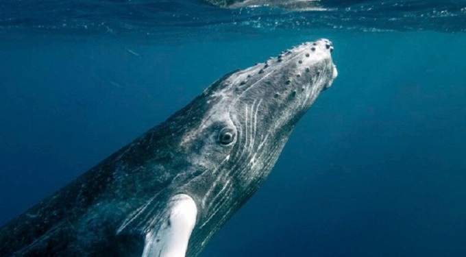 Humpback Whales Have Made A Stunning Recovery After Coming Close to Extinction