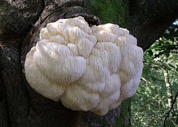 Lion’s Mane Mushroom Proven As Anxiety and Depression Treatment