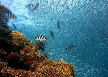 New Report on Ocean Oxygen Loss Gives ‘Ultimate Wake-Up Call’ to Act on Climate