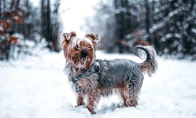 3 Steps You Can Take To Make Traveling With Pets Smooth This Holiday