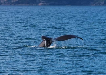 ‘Victory for Our Oceans’: US Court Upholds Ruling on Vast Marine Monument Established by Obama
