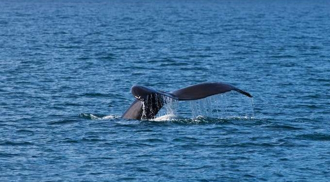 ‘Victory for Our Oceans’: US Court Upholds Ruling on Vast Marine Monument Established by Obama