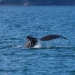 ‘Victory for Our Oceans’: US Court Upholds Ruling on Vast Marine Monument Established by Obama