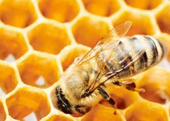 The Queen Bee and the Nectar of Feelings:  A Beauty Walk