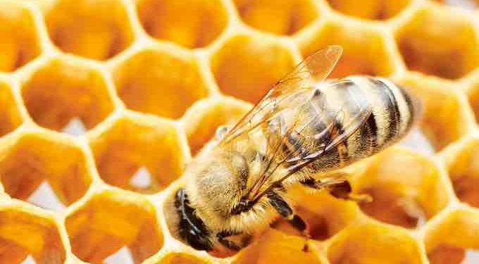 The Queen Bee and the Nectar of Feelings:  A Beauty Walk