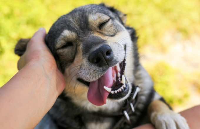 How to Treat Your Dog and Make Them Happy: 7 Helpful Tips