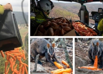 Australia is Dropping Vegetables From Choppers to Feed Wildlife Starved By Fires