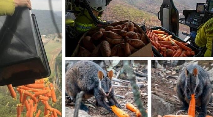 Australia is Dropping Vegetables From Choppers to Feed Wildlife Starved By Fires