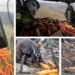 Australia is Dropping Vegetables From Choppers to Feed Wildlife Starved By Fires