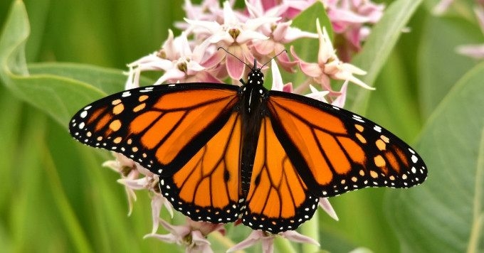 ‘Because Insects Are Key to Our Own Survival,’ 73 Scientists Unveil Global Roadmap to Battle Bugpocalypse