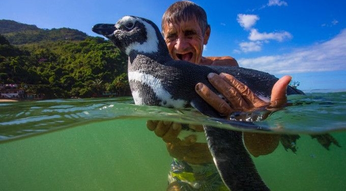 Penguin Returns Every Year to Reunite With the Man Who Saved His Life