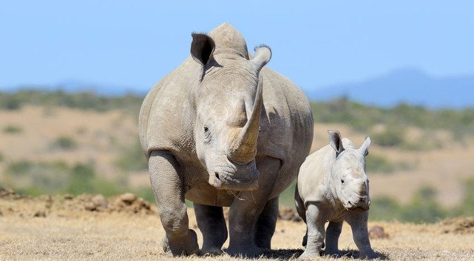 ‘Saving Life on Earth’ for Just $100 Billion: New Roadmap Shows How US Can Address Global Extinction Crisis