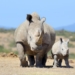 ‘Saving Life on Earth’ for Just $100 Billion: New Roadmap Shows How US Can Address Global Extinction Crisis