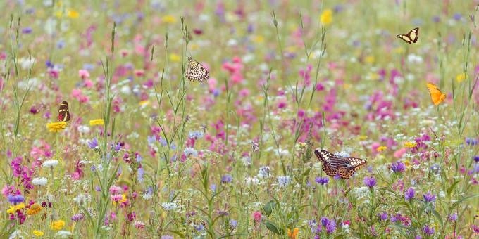 By Planting Stripes Of Wildflowers Across Farm Fields Pesticide Use Could Be Slashed