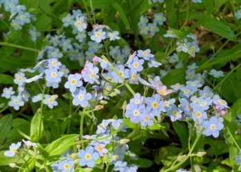 Five Ways to Overcome the Fear of the Coronavirus, Death, 5G, Pain and Suffering