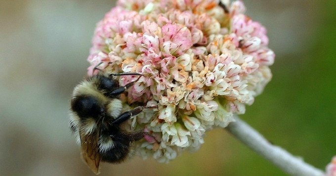 Researchers found that the rate at which bumblebees are declining is "consistent with a mass extinction." (Photo: David A. Hofmann/flickr/cc)