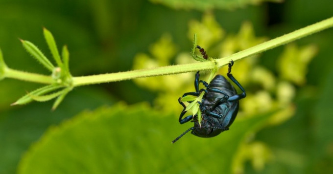 Save the Insects, Save Ourselves: Researchers Sound Alarm on Bugpocalypse