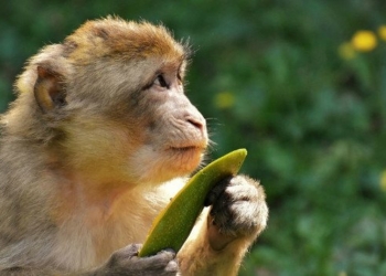 23 Former Diplomats Urge Global Leaders to Adopt Paris-Style Agreement to Protect Biodiversity