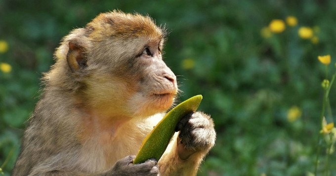 23 Former Diplomats Urge Global Leaders to Adopt Paris-Style Agreement to Protect Biodiversity