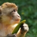 23 Former Diplomats Urge Global Leaders to Adopt Paris-Style Agreement to Protect Biodiversity