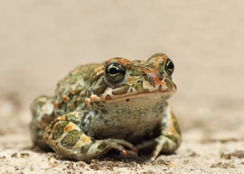 5-MeO-DMT: The 20-Minute Psychoactive Toad Experience That’s Transforming Lives