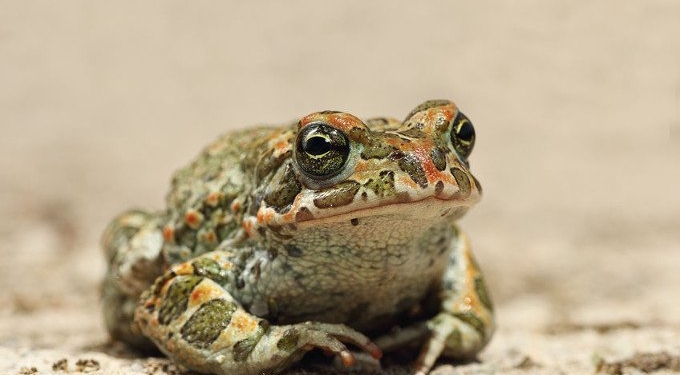 5-MeO-DMT: The 20-Minute Psychoactive Toad Experience That’s Transforming Lives