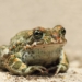 5-MeO-DMT: The 20-Minute Psychoactive Toad Experience That’s Transforming Lives