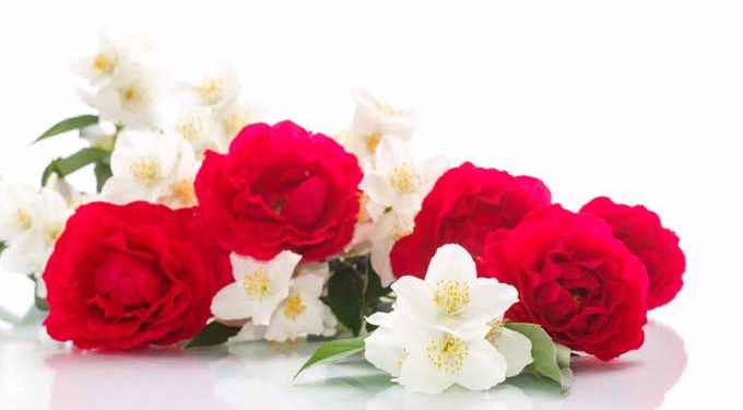 How Are Jasmine and Rose Absolute Oils Extracted?