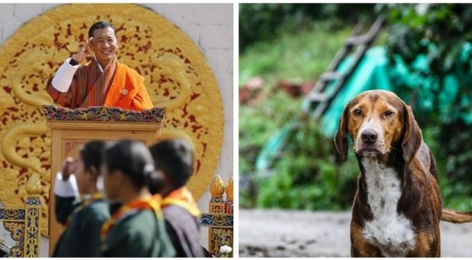 As A Birthday Gift To Its King, Bhutan’s Prime Minister Asks People To Adopt Stray Dogs Or Plant A Tree