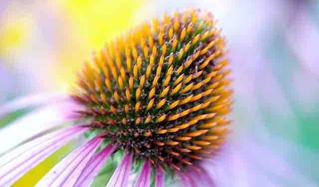 Expert Advice from an Herbal Immunity Pro – Herbs to Consider for Coronavirus