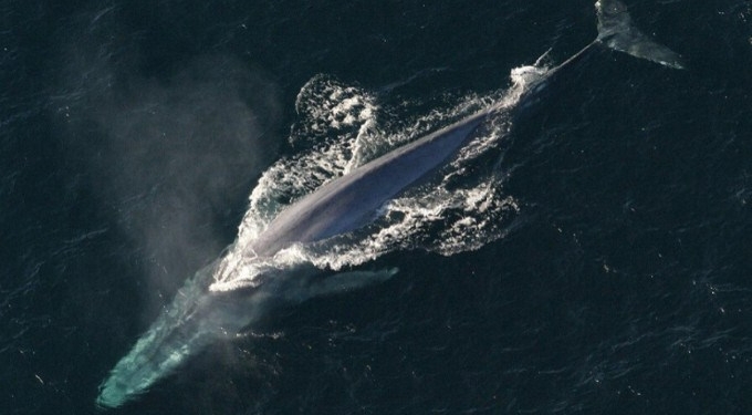 Critically Endangered Blue Whales Make “Unprecedented” Comeback Off Antarctica Coast