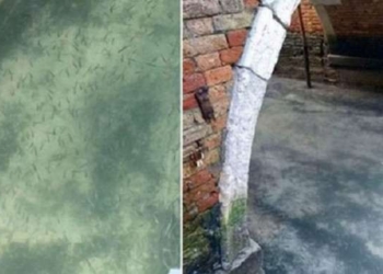 Fish Are Visible In Venice Canals As Water Becomes Clearer Following Italy’s Lockdown