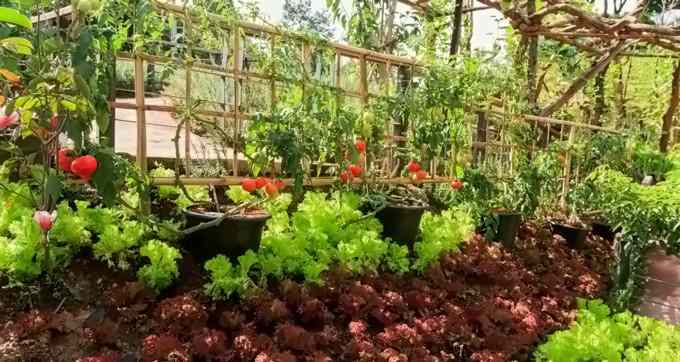 7 Reasons to Have a Vegetable Garden