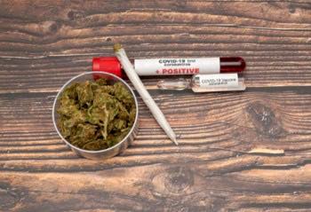 All the Cannabis-related COVID-19 Questions You Are Too Scared to Ask