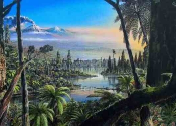 Researchers Find Undersea Evidence Of Rainforests In Antarctica