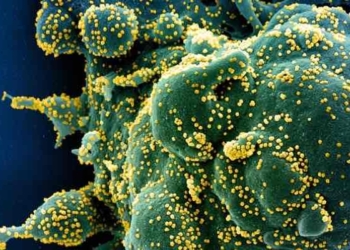 Antiparasitic Drug Ivermectin Kills Coronavirus In 48 Hours