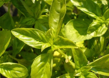 7 Easy To Grow Medicinal Plants For Your Garden