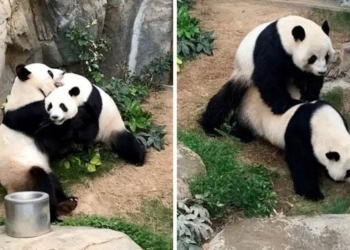 With Zoo Closed Due to Coronavirus, Pandas Finally Bang for the First Time in 10 Years