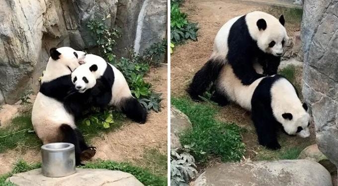 With Zoo Closed Due to Coronavirus, Pandas Finally Bang for the First Time in 10 Years
