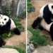 With Zoo Closed Due to Coronavirus, Pandas Finally Bang for the First Time in 10 Years