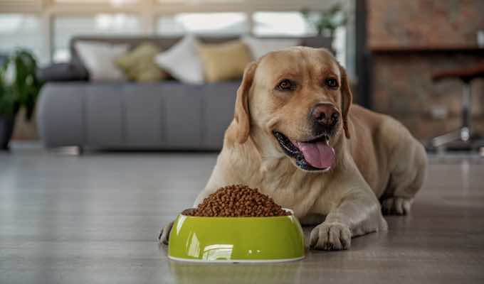 Haven’t Changed Your Dog’s Diet in a While? She Might Be Missing Key Nutrients