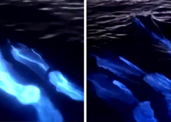 Watch the Magical Moment a Pod of Dolphins Glide Through Electric Blue Bioluminescent Waves