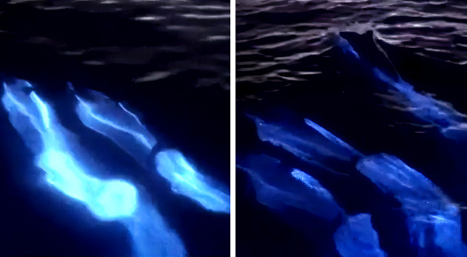 Watch the Magical Moment a Pod of Dolphins Glide Through Electric Blue Bioluminescent Waves