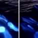 Watch the Magical Moment a Pod of Dolphins Glide Through Electric Blue Bioluminescent Waves